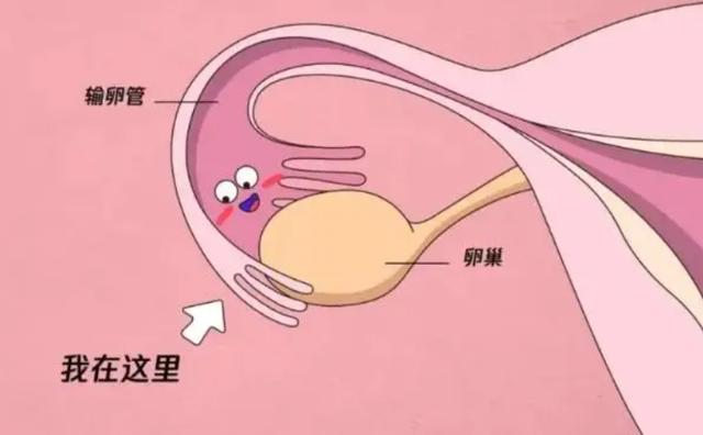 备孕