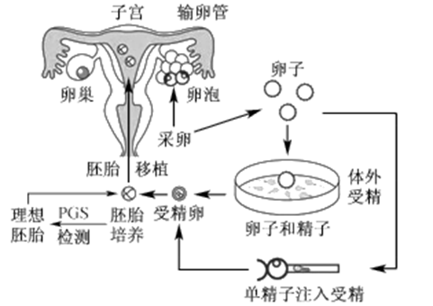 备孕饮食