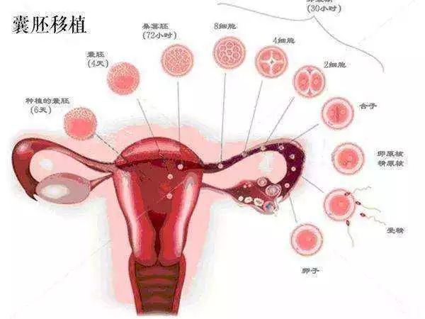备孕检查